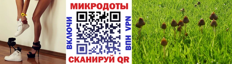сколько стоит  Хасавюрт  Псилоцибиновые грибы мицелий 